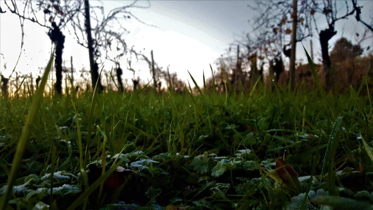 Agriturismo La Guarda Picedo Екстер'єр фото