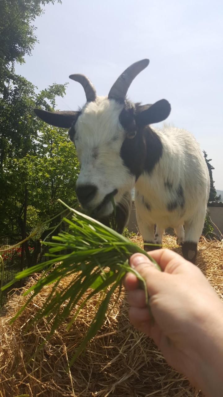 Agriturismo La Guarda Picedo Екстер'єр фото