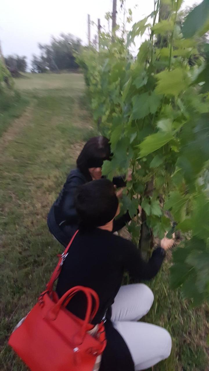 Agriturismo La Guarda Picedo Екстер'єр фото